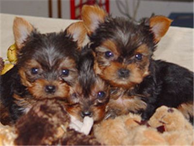 Adorableteacupyorkiepuppiesforfreeadoption